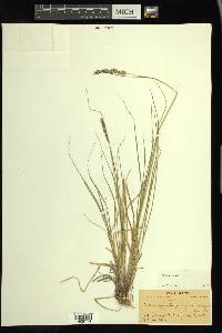 Calamagrostis purpurascens image