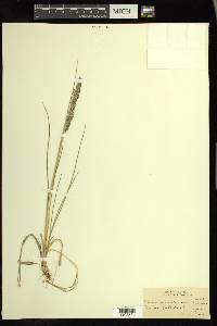 Calamagrostis montanensis image