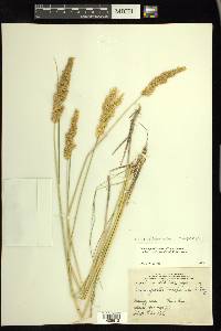 Calamagrostis stricta image