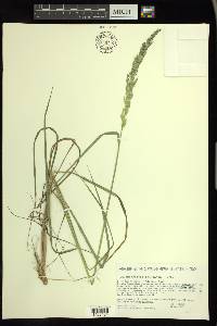 Calamagrostis stricta image