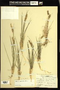 Calamagrostis stricta image