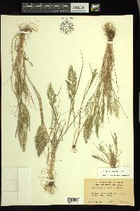 Catapodium rigidum image