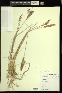 Calamagrostis stricta image