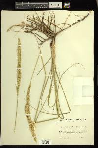 Calamovilfa longifolia image