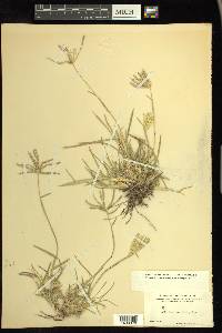 Chloris verticillata image