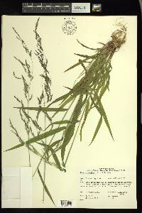 Cinna latifolia image