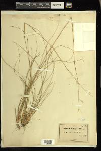 Danthonia compressa image