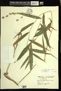 Chasmanthium latifolium image