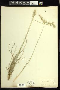 Danthonia sericea image