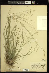 Danthonia compressa image