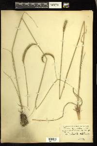 Ctenium aromaticum image