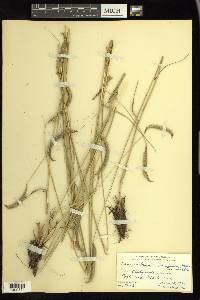 Ctenium aromaticum image