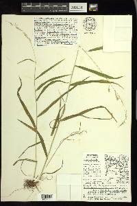 Cinna latifolia image