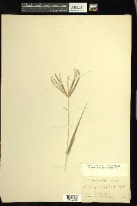 Chloris verticillata image