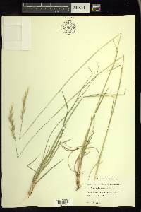 Danthonia sericea image