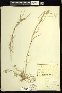 Crypsis schoenoides image