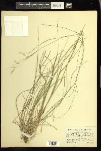 Danthonia compressa image