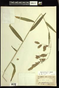 Chasmanthium latifolium image