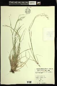 Danthonia compressa image