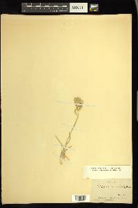 Chloris cucullata image