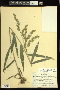 Chasmanthium latifolium image