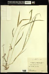 Cinna latifolia image