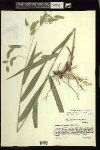 Chasmanthium latifolium image