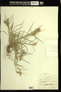 Cenchrus spinifex image