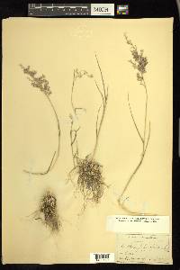 Cottea pappophoroides image