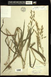 Chasmanthium latifolium image