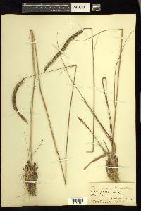 Ctenium aromaticum image