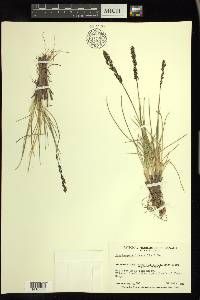 Deschampsia brevifolia image