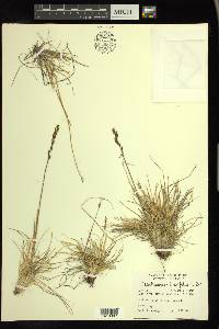 Deschampsia brevifolia image