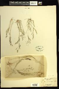 Deschampsia danthonioides image