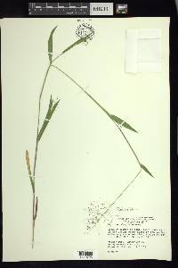 Panicum acuminatum image