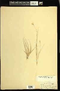 Danthonia unispicata image