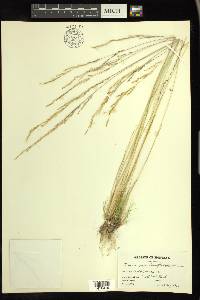 Deschampsia elongata image