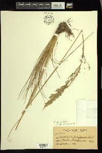 Deschampsia holciformis image