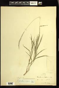 Digitaria californica image