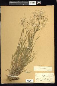 Panicum acuminatum image