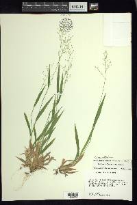 Dichanthelium laxiflorum image