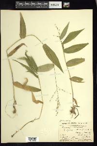 Dichanthelium latifolium image