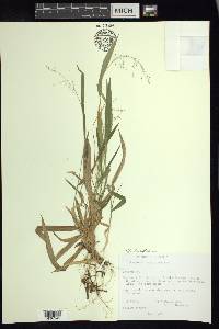 Dichanthelium laxiflorum image