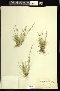 Deschampsia elongata image