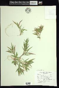 Panicum acuminatum image