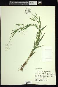 Panicum acuminatum image