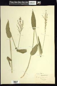 Dichanthelium latifolium image