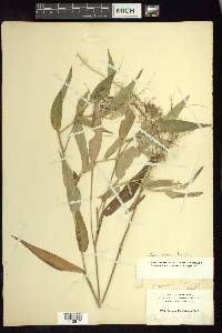 Dichanthelium latifolium image