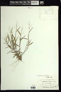 Dichanthelium portoricense image