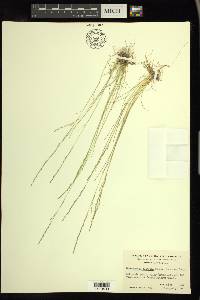 Deschampsia elongata image